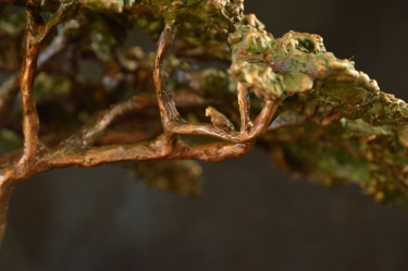 Acacia Tree - Flat Crown