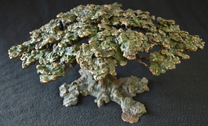 Acacia Tree - Flat Crown