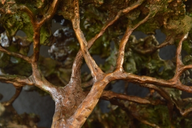 Acacia Tree - Flat Crown