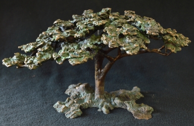 Acacia tree - Flat crown