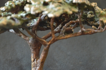 Acacia Tree - Flat Crown