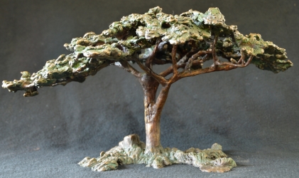 Acacia Tree - Flat Crown