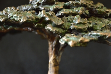 Acacia Tree - Flat Crown