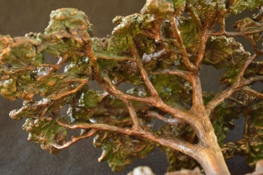 Acacia Tree - Flat Crown