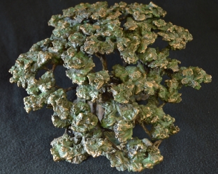 Acacia Tree - Flat Crown