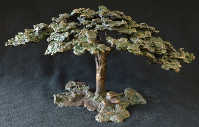 Acacia Tree - Flat Crown