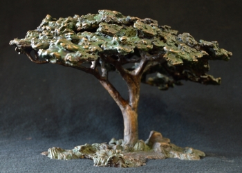 Acacia Tree - Flat Crown
