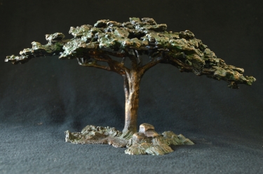 Acacia Tree - Flat Crown