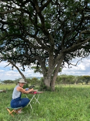 Acacia Tree - Flat Crown