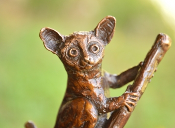 Bushbabies