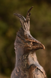 Long-Crested Eagle Exclusive Gift