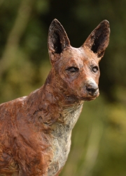 Basenji Dog