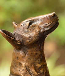 Bull Terrier 2