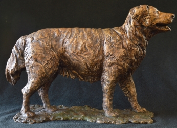 Kiara - Golden retriever