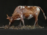 Grazing Nguni