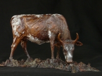 Grazing Nguni