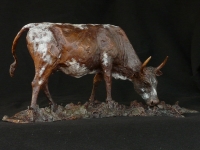 Grazing Nguni