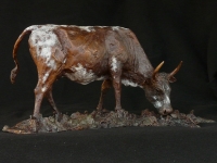 Grazing Nguni