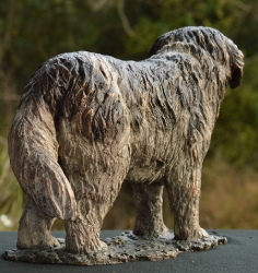 Newfoundland Dog