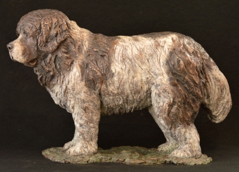 Newfoundland Dog