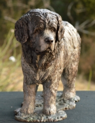 Newfoundland Dog