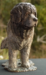 Newfoundland Dog