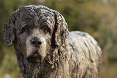 Newfoundland Dog