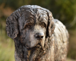 Newfoundland Dog