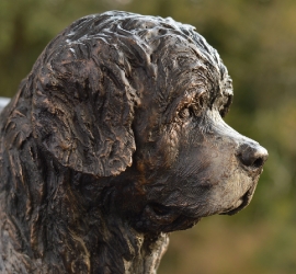 Newfoundland Dog