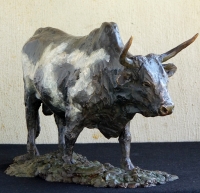 Nguni Bull