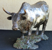 Nguni Bull