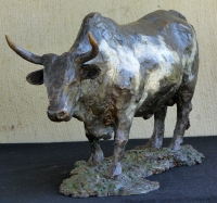 Nguni Bull