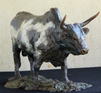 Nguni Bull