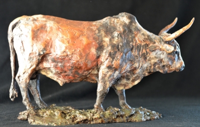 Nguni Bull