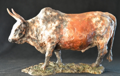 Nguni Bull