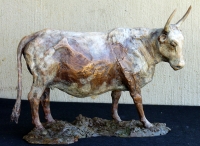 Nguni Cow