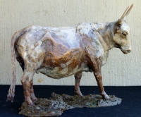 Nguni Cow