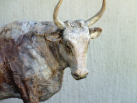 Nguni Cow