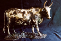 Nguni Cow