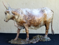 Nguni Cow