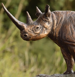 Black Rhino