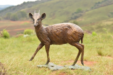 Blue Duiker/Dikdik