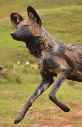 Bruce - Wild dog Life-sized