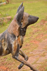 Bruce - Wild dog Life-sized