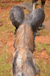 Bruce - Wild dog Life-sized