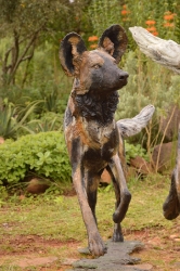 Bruce - Wild dog Life-sized