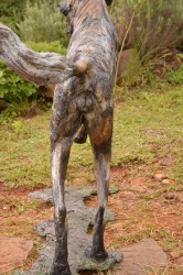Bruce - Wild dog Life-sized 