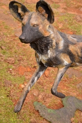 Bruce - Wild dog Life-sized 