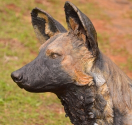 Bruce - Wild dog Life-sized 