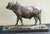 Buffalo Bull